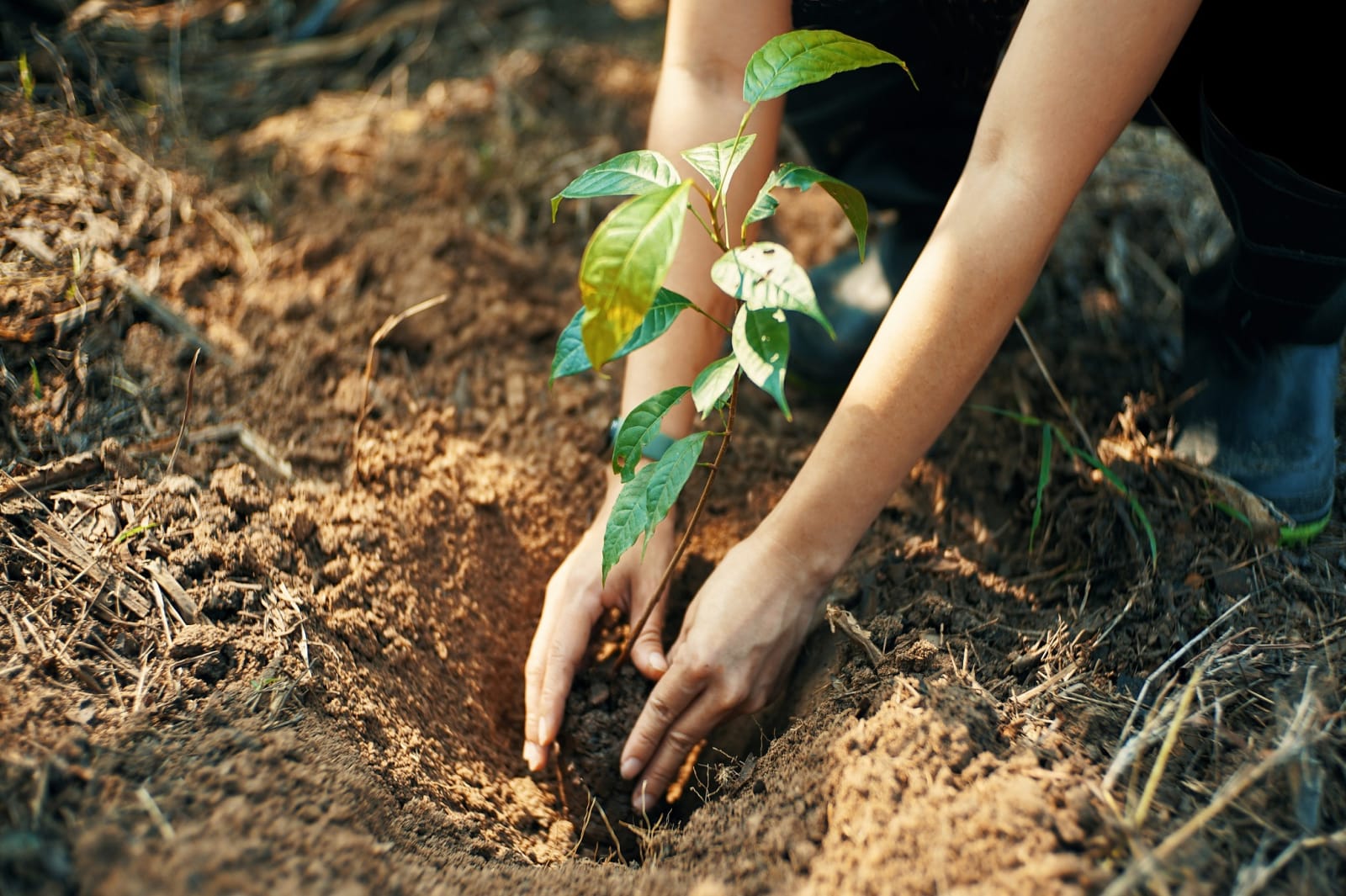 Hands planting saplings in fresh dirt