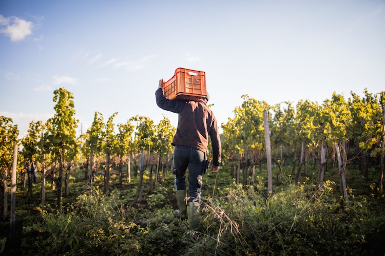 man holding crate amongst vines of winery